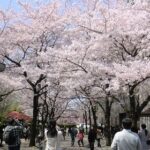 桜の花が咲かない、どこに相談？精華町、木津川市