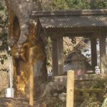 御神木の治療のHP